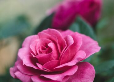 Onnellista naistenpäivää!